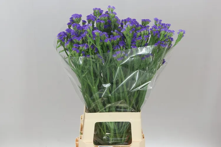 Lim. S Cry Dark Blue 75 cm