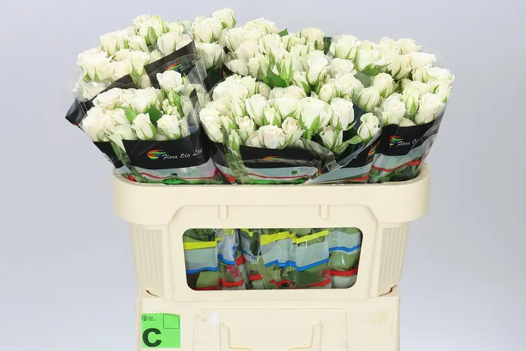 Ruža trsová Sand Blossoms 70 cm