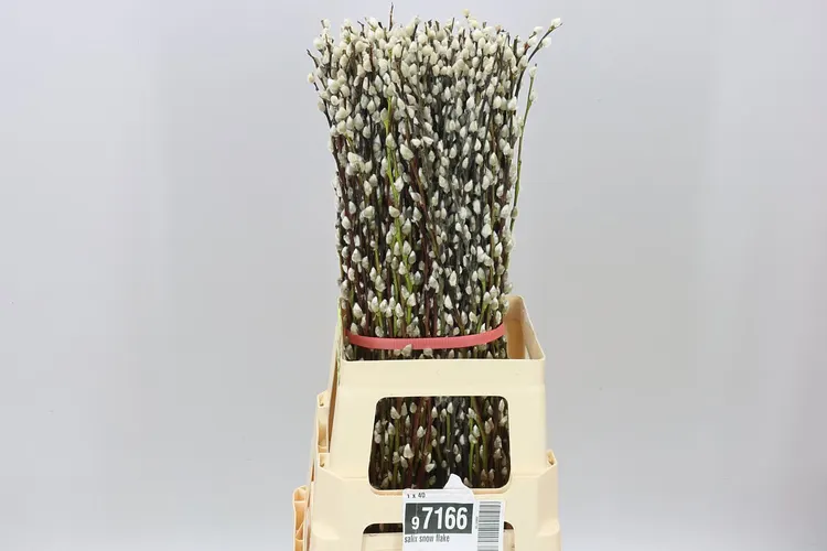 Salix Snow Flake 70 cm