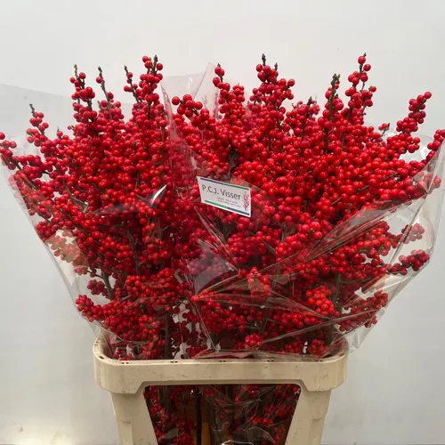 Ilex Ve Rode Bes 100 cm