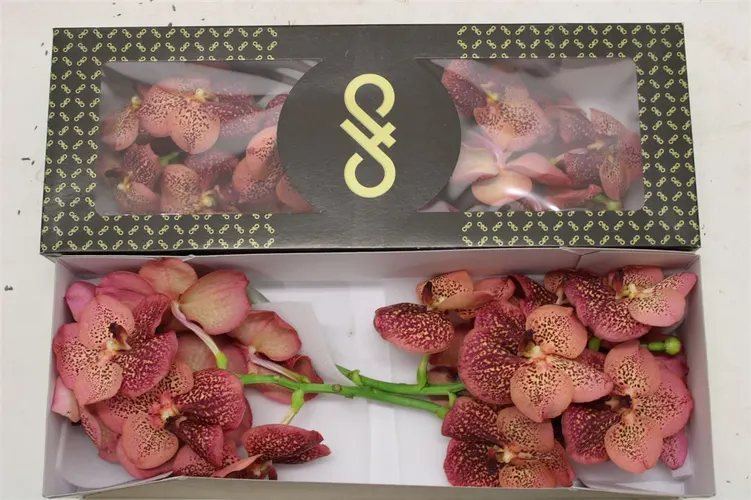 Vanda Su Leop Coral