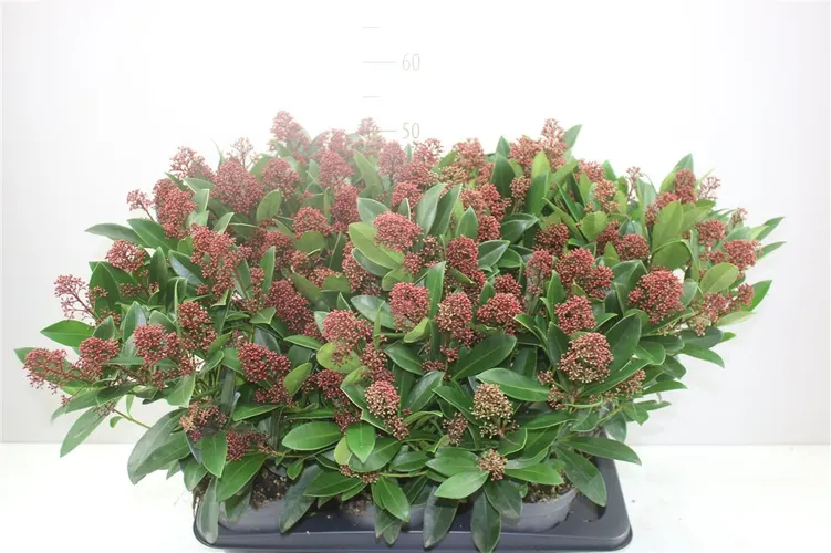 Skimmia Jap. Rubella 16+ črepník 17 cm