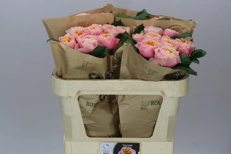 Rosa Gar Vuvuzela 70 cm