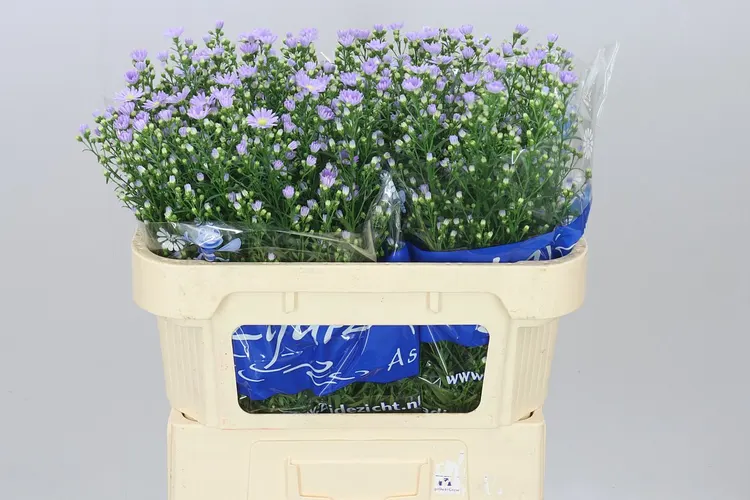 Aster Cassandra 70 cm