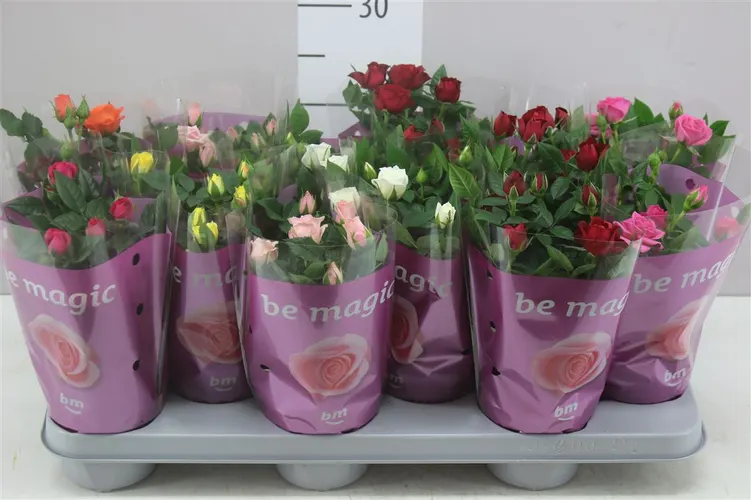 Ruža črepníková Beau Monde mix črepník 10,5 cm