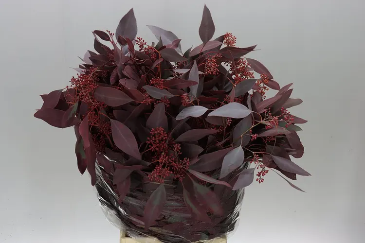 Populus Berries Abs Red 65 cm