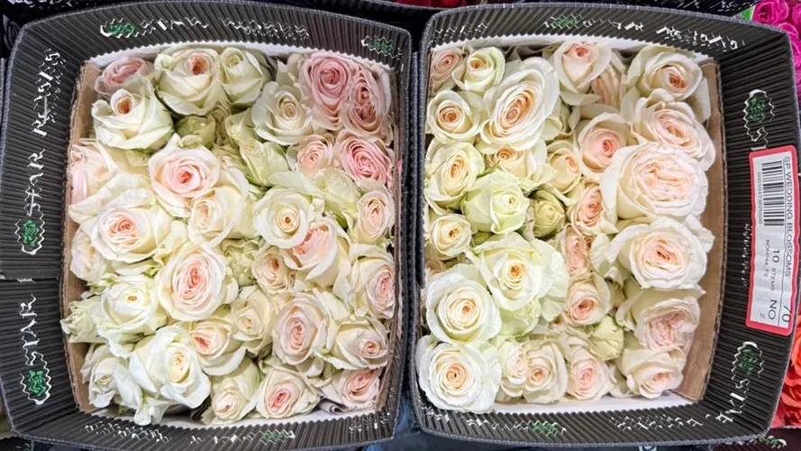Ruža trsová Wedding Blossoms, Ekvádor 40 cm