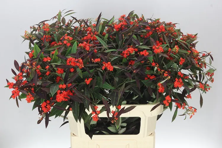Euphorbia F T Kuttle Oran 80 cm