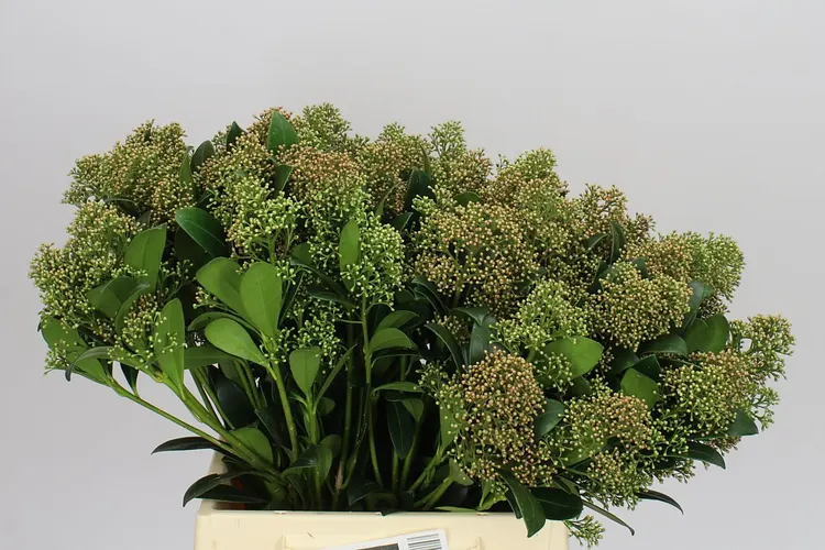 Skimmia Snow White Autumn 45 cm
