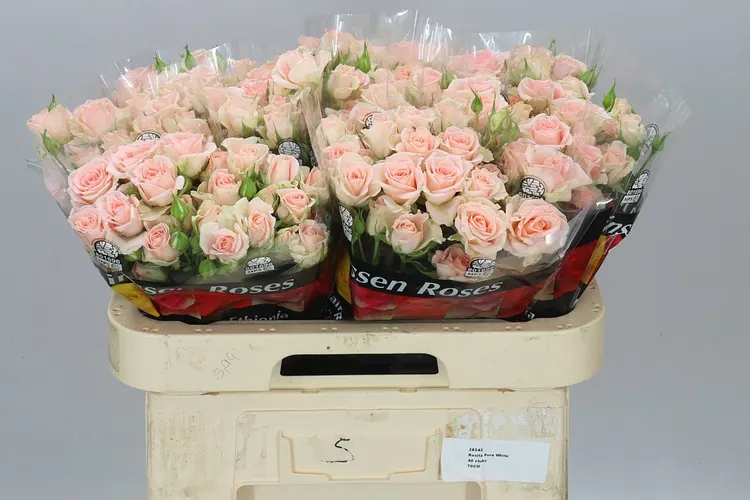 Rosa Tr Sweet Sara X5 60 cm