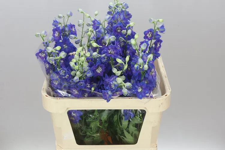 Stračonôžka Elatum Blue Emerald 80 cm