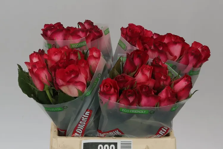 Rosa Gr Nicoletta 40 cm