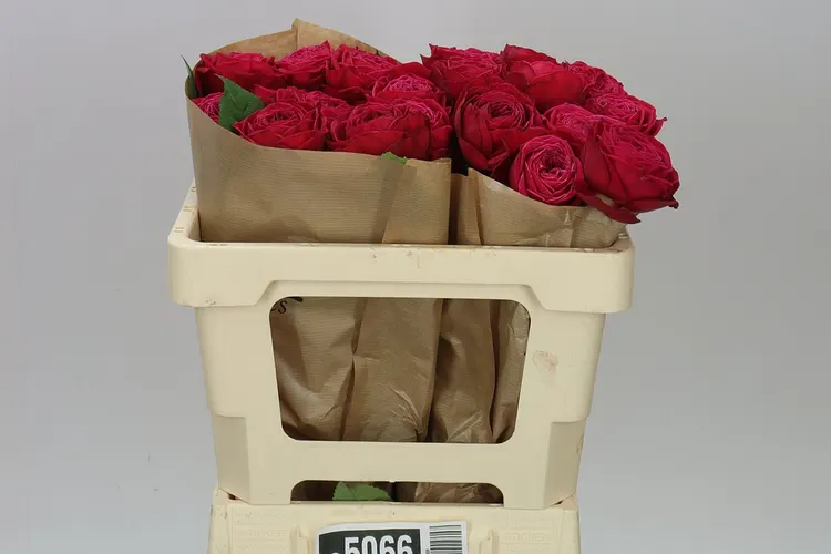 Rosa Gar Just More! 50 cm