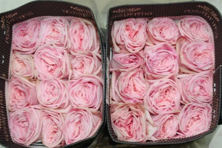 Ruža záhradná Pink Ohara 50 cm