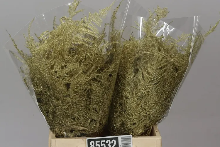 Asparagus 1e Veren Gold 45 cm