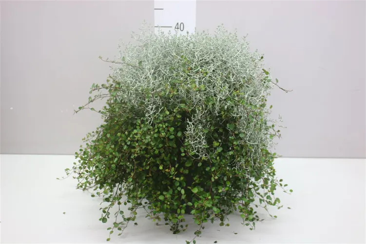 Záhradné rastliny (Garden Plants)