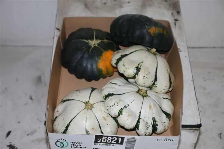 Cuc P Patisson Mix
