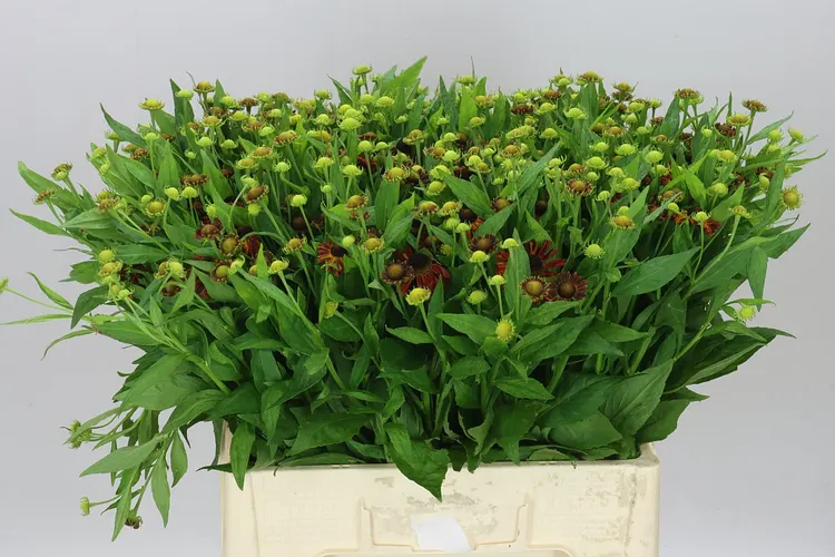 Helenium Red King 60 cm
