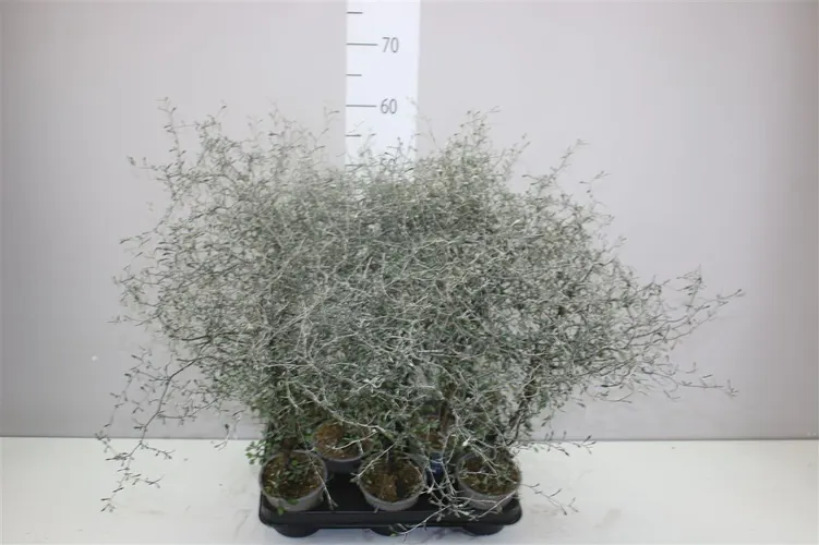 Corokia Cotoneaster črepník 11 cm