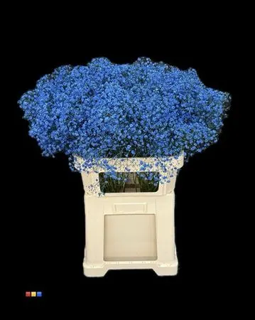 Gyps Xlence Blue 80 cm