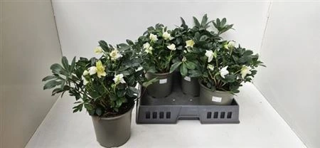Helleborus Ni Chr Carol črepník 19 cm