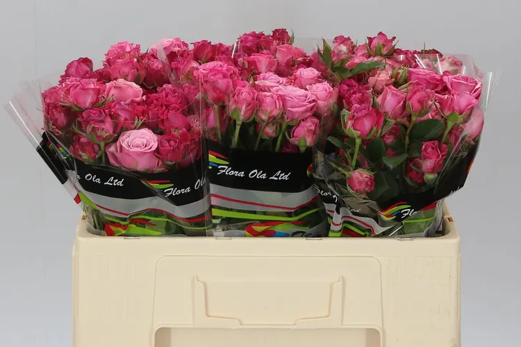 Rosa Tr Lady Bombastic 50 cm