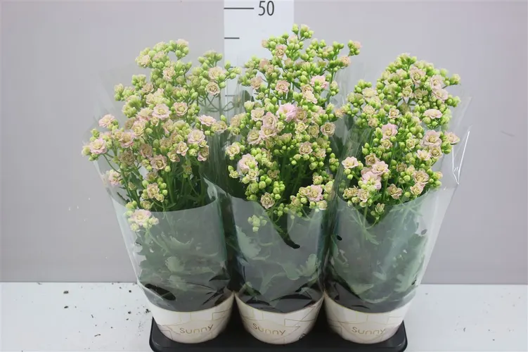 Kalanchoe Sunny Bright Pink črepník 14 cm