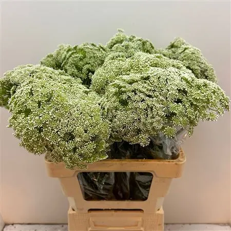 Ammi Vi Casablanca 60 cm