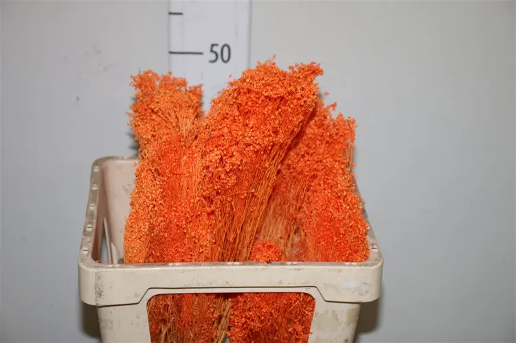 Dried Broom Oranje Bunch 50 cm