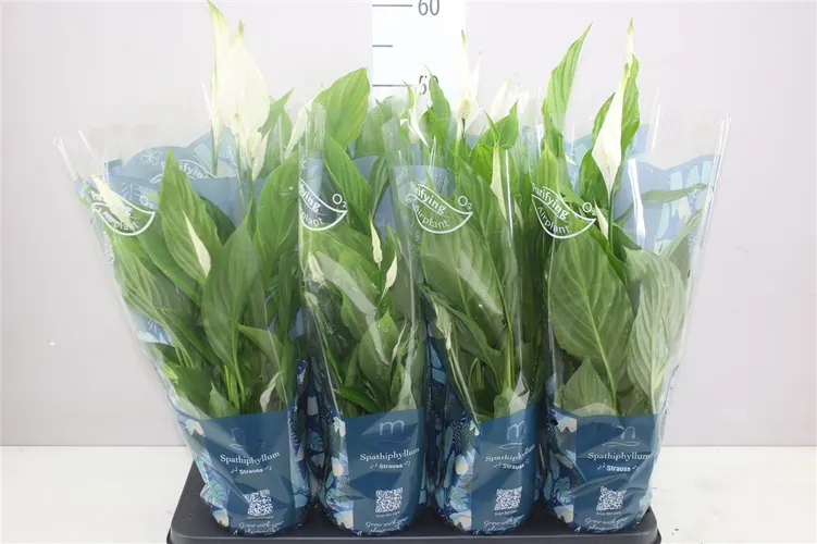 Spathiphyllum Strauss črepník 13 cm