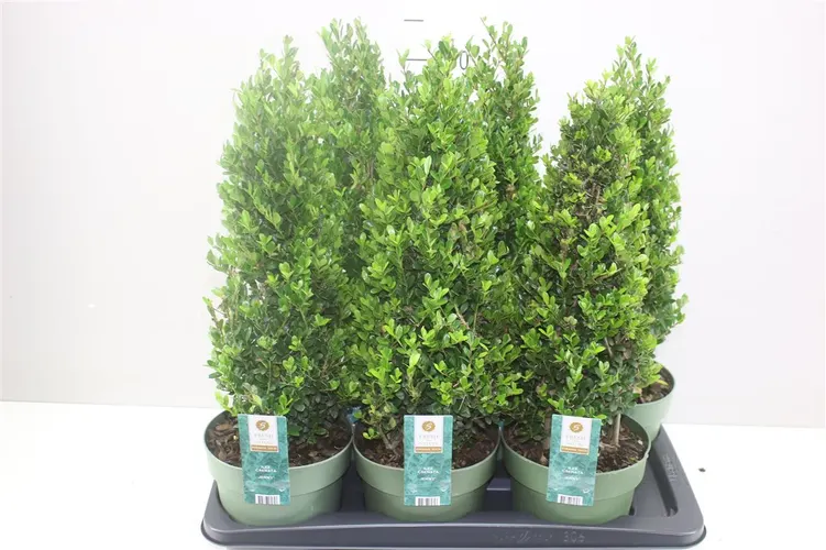 Ilex Crenata Jenny Pyramide črepník 17 cm