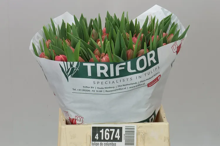 Tulipán plnokvetý Columbus 41 cm