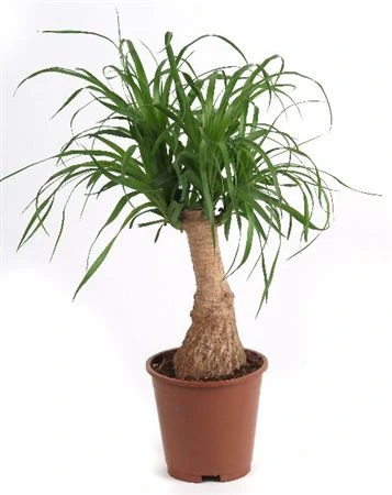 Nolina Recht (beaucarnea) črepník 17 cm