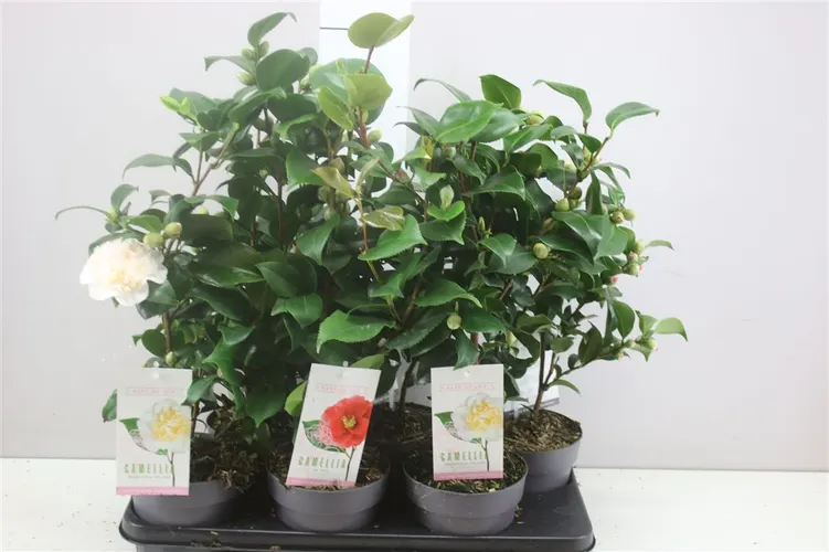 Camellia Jap. mix 20+ Knop črepník 15 cm