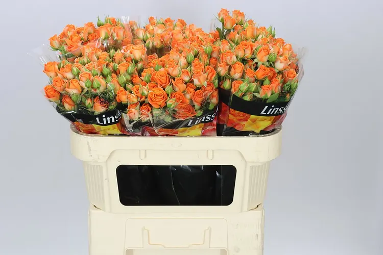 Rosa Tr Picanto X5 70 cm