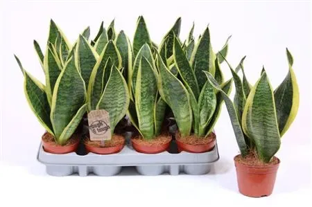 Sansevieria Superba črepník 9 cm