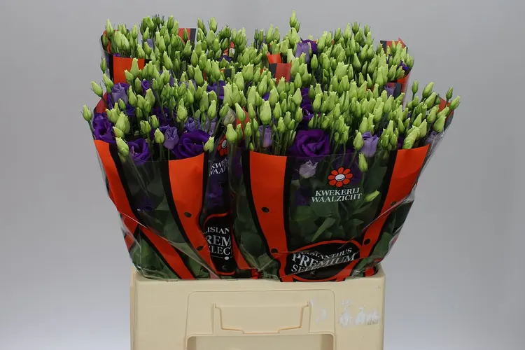 Eustóma plnokvetá Rosita Blue 70 cm