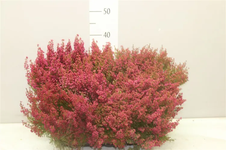 Erica Zo Gracilis Rood črepník 11 cm