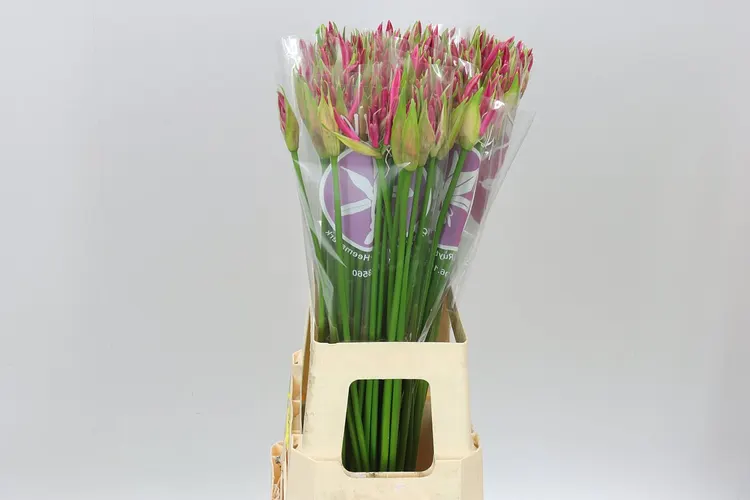 Nerine Bo Bas Van Roon 70 cm