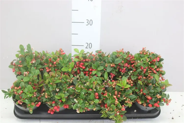 Gaultheria Pro Big Berry črepník 12 cm
