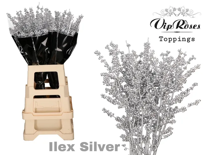 Ilex Silver 80 Cm 80 cm