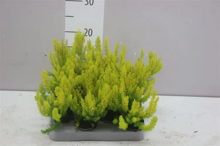 Vresovec Arb Albert's Gold Mini črepník 6 cm