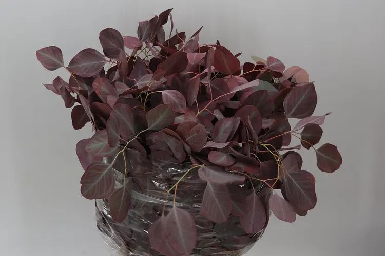 Populus Leaf Red Abs 75 cm