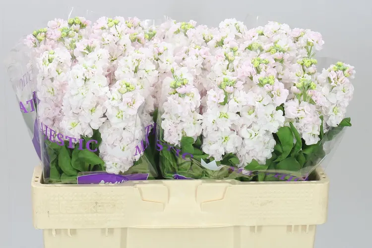 Matthiola Silver 51cm 51 cm