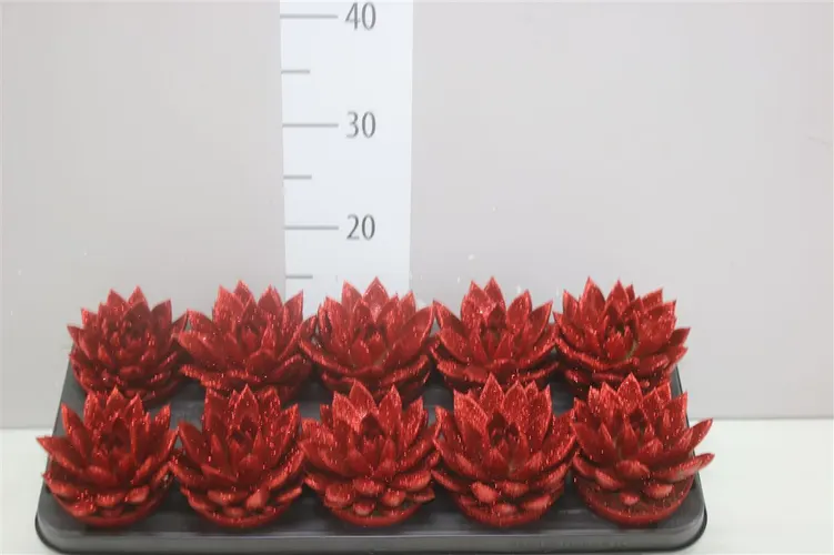 Echeveria Red + Glitter črepník 10,5 cm