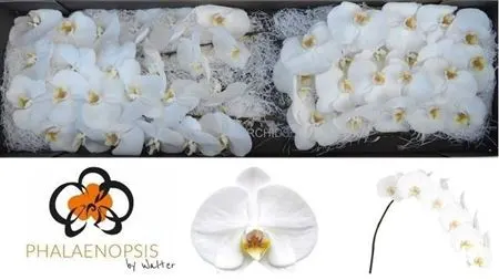 Phal Sensation White 80 cm
