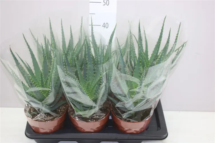 Aloe Arborescens črepník 17 cm
