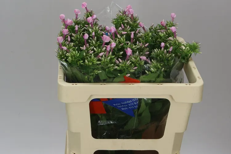 Phlox P Senora 50 cm