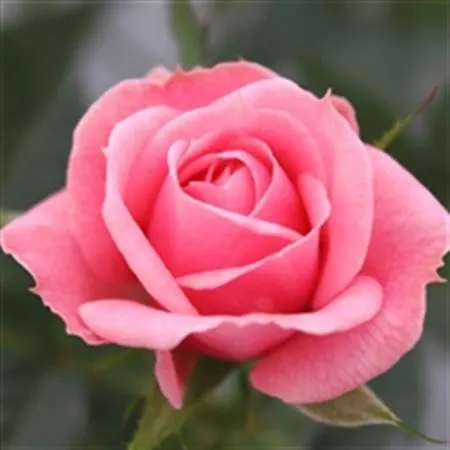 Rosa Jewel Pink črepník 10 cm