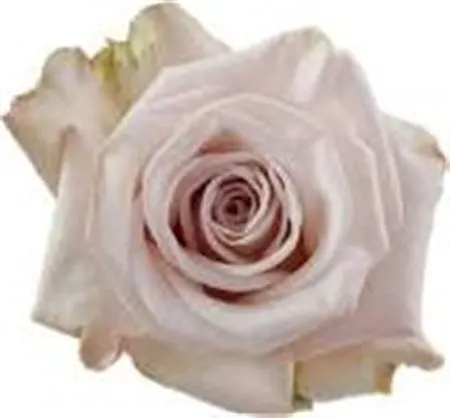 Rosa Gr Ec Aly 50 cm